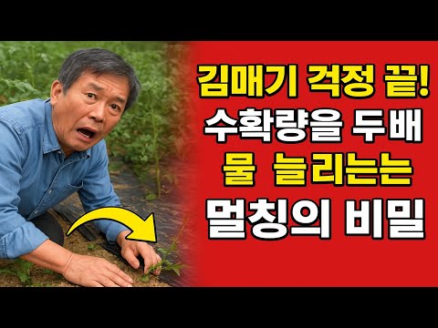 김매기 걱정 끝! 수확량을 두 배로 늘리는 멀칭의 비밀.