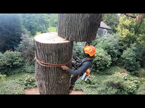 1.3 meter oak tree felling on a €30 million property