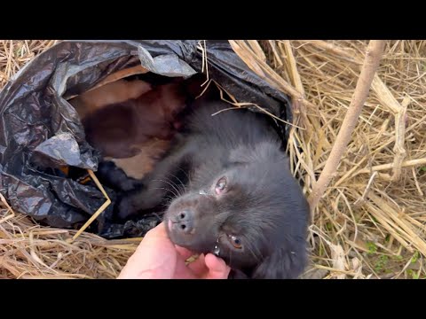 Tears rolled down her cheeks, she lay helplessly under the hay holding her 4 hungry crying children
