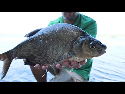 ЛОВЛЯ ЛЕША НА ФЛЭТ-ФИДЕР.