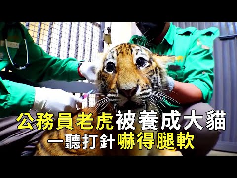 Forest king  raised in zoo  scared stiff of shots. [Little pup watches film]