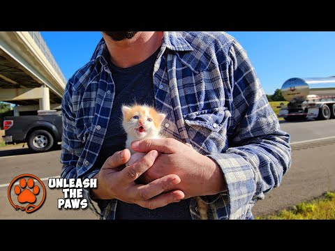 We Almost Didn’t Stop for This Tiny Kitten—But I’m So Glad We Did!