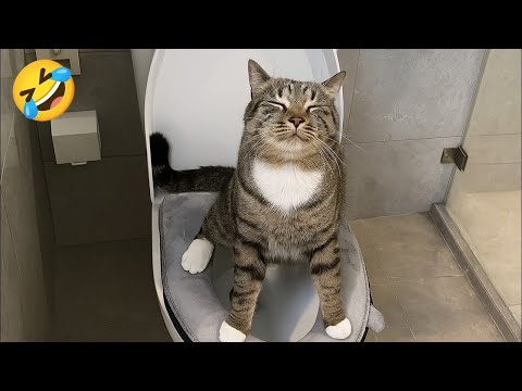 Cute & Funny Pets 2025 🥰😂 #2 | Best Cats & Dogs Compilation 🐾