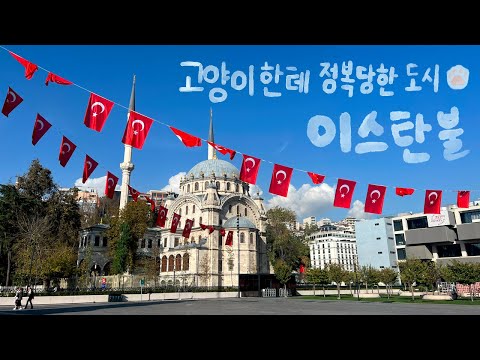 🇹🇷Ep38.이곳은 중동인가 유럽인가 하이브리드 매력을 가진 고양이의 나라 [이스탄불]