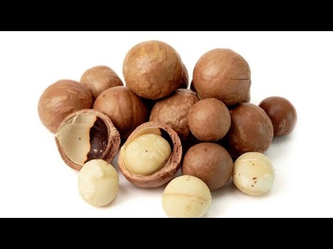 Секреты выращивания макадамии: как получают эту драгоценность в скорлупе