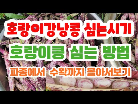When to plant tiger beans. How to plant tiger beans. The entire process, from sowing to harvest, ...