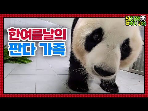 (SUB) Panda Becoming Baby In Front Of Zookeeper│ Panda World🐼
