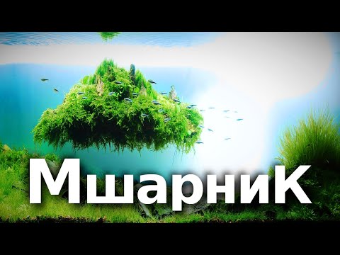 Мхи в аквариуме — любовь с первой мшинки
