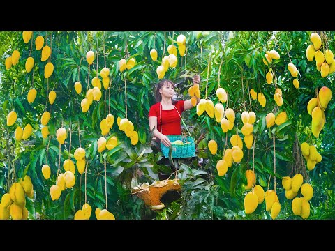 Harvesting Mangoes to Sell at the Market & Ripening Green Bananas | Phuong Harvest Life