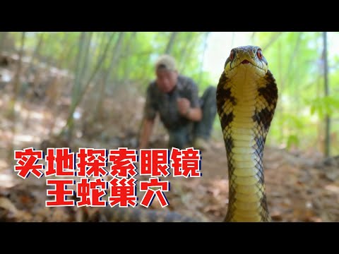 实地寻找眼镜王蛇巢穴，有史以来最护巢的一条母蛇，徒手碰蛇蛋后它反应把我吓傻了#snake #眼镜蛇王