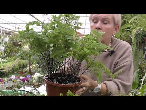 Адиантум (Adiántum) или Венерин волос.