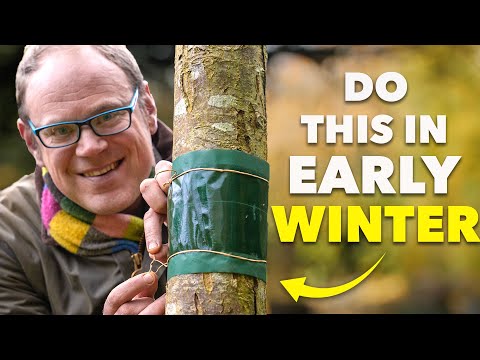 Easy Garden Wins You Can Do in Early Winter