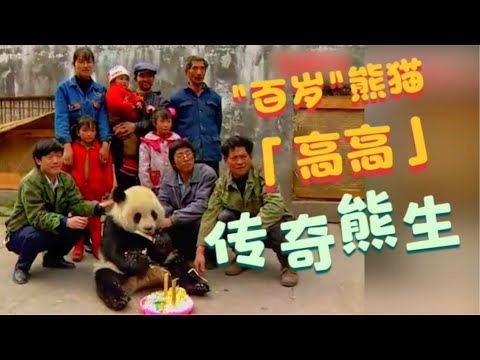 大熊猫高高的精彩熊生：幼年被救不愿放归，屡次求包养；出访美国15年生五个娃儿孙满堂，百岁高龄依然童颜