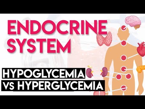 Hypoglycemia vs Hyperglycemia | Endocrine System (Part 3)