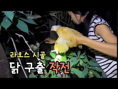 We need to rescue chickens from snake-infested areas. Laos, she moves without hesitation. Will sh...