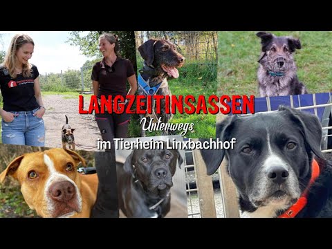 Langzeitinsassen Unterwegs - Tierheim Linxbachhof