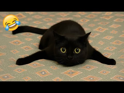 Best Cat & Dog Videos 🐶🐱 Funny Videos Compilation 😹 PART 43