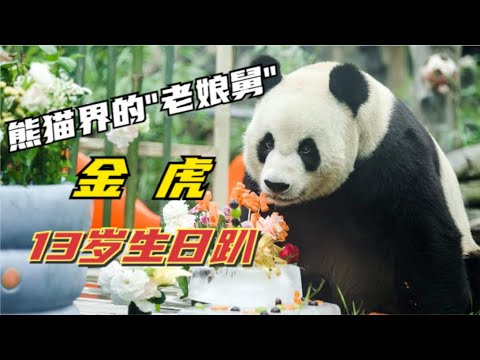 大熊猫金虎13岁盛大生日趴，飞云、妙音送祝福。这位熊猫圏的“舅舅”为何一直是快乐单身汉？