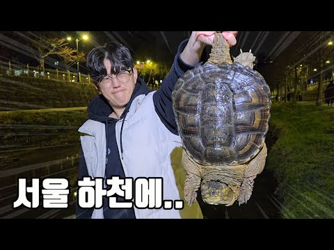 큰일이네요 서울에도 이미 한두마리가 아닌듯 합니다. 청계천 주변에서 발견된 위험한 녀석 ㄷㄷ