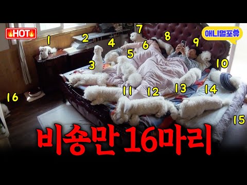 집에서 비숑만 16마리 키우면 벌어지는 일 I KBS 개는 훌륭하다 230529 방송