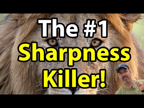 The #1 Cause For Blurry Wildlife And Bird Photos - Don't Be A Victim (Heat Refraction, Heat Haze)