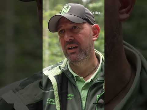 Bärin im Gefängnis 🐻