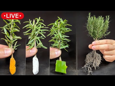 🔴 Multiply ROSEMARY and LAVENDER - Cuttings, Pot Cultivation