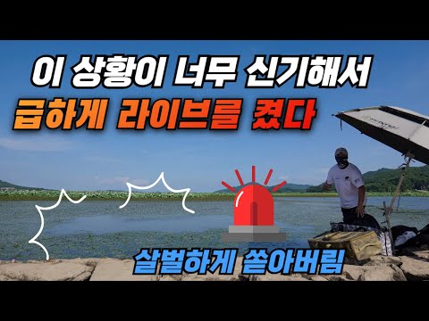 이런 신기한 상황에 급하게 라이브를 켰다