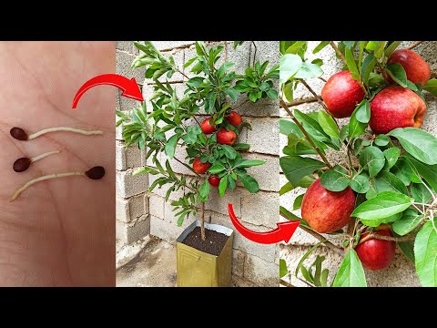 How to grow an apple tree from seed _an easy step-by-step process _ Germinating apple seeds at home