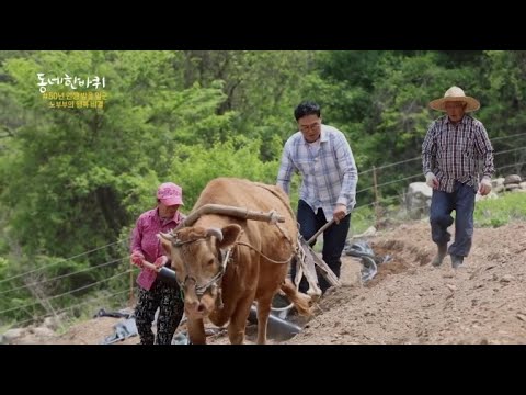[이만기의 동네 한 바퀴 - 충북 단양편] 한평생 일소와 함께 한 노부부가 차려주는 두릅 밥상