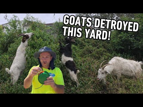 Cleaning up after Goats DESTROYED this Yard!