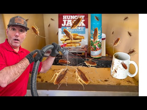 Most Effective German Cockroach Treatment Nobody Talks About!