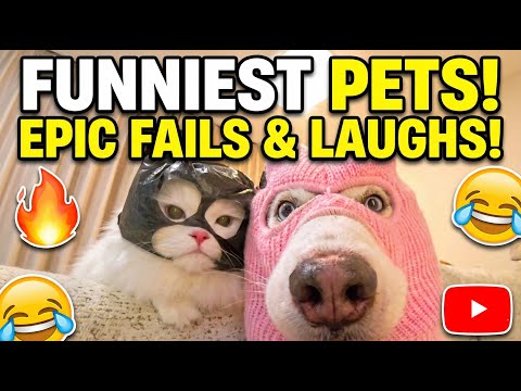 Ultimate Funny Cat and Dog Fails | Best of The Week
