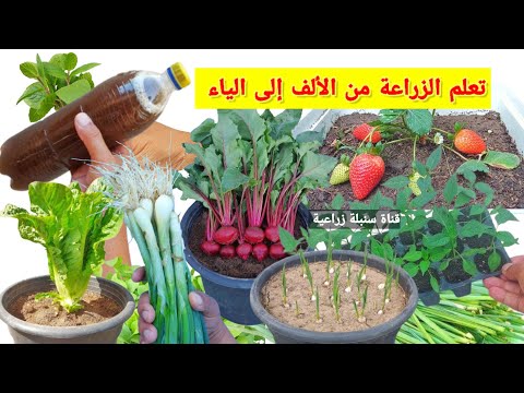 أفضل فيديو مجاني علي اليوتيوب هيعلمك الزراعة من الألف إلى الياء في 60 دقية لازم تجرب