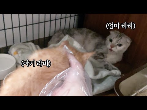 Lara and Rami, who returned alive, finally met three weeks after their long illness.