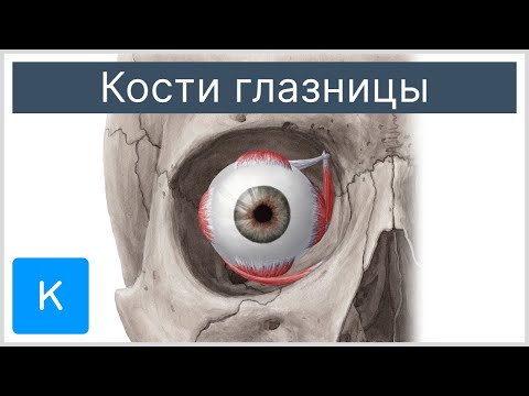Кости глазницы - Анатомия человека | Kenhub