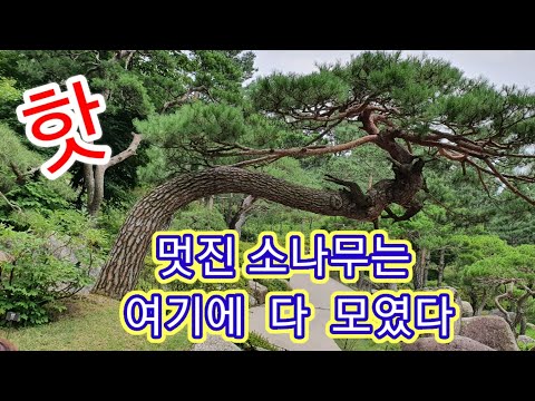 화담 숲 2039편 멋진 소나무 즐비