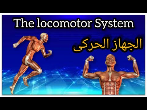 شرح درس الجهاز الحركى فى الانسان بطريقة بسيطة ومختلفة .
