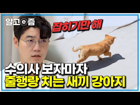 "날 잡아갈지 몰라!!!" 사람을 처음 본 강아지의 반응, 설채현의 새끼 강아지 구조작전｜세상에 나쁜 개는 없다｜알고e즘