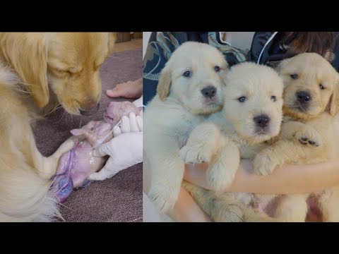 Protective Golden Retriever Mom Raised Her Puppies from Birth to 60 Days