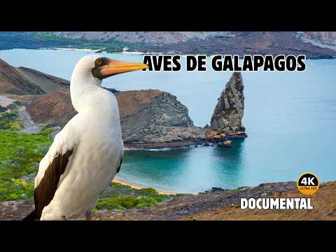 GALAPAGOS: Isla de AVES Maravillosas Y ESPECTACULARES, Pintadas Por los DIOSES DOCUMENTAL Episodio 2