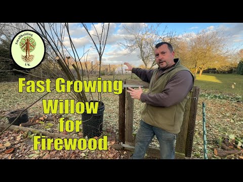 Growing Fast Growing Willow for Logs | Self Sufficient in Firewood