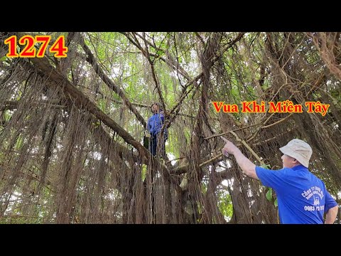 Vua Khỉ Miền Tây nhìn cây Sanh như lạc vào mê cung Cutting tree