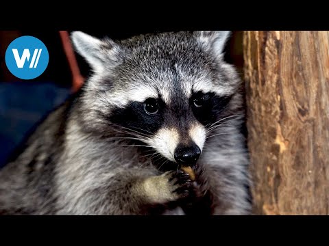 Waschbären, unsere neuen Nachbarn? (ARTE 360° Reportage)