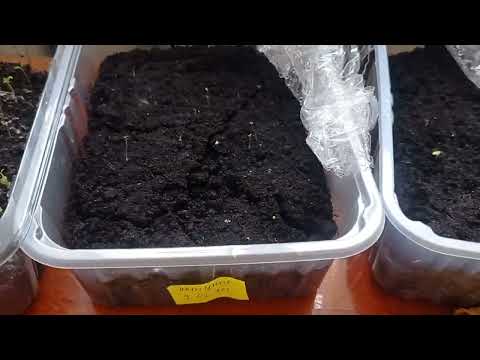 Насіння проростає вже час садити! не пропустіть сезон! Знову новенькі в господарстві.