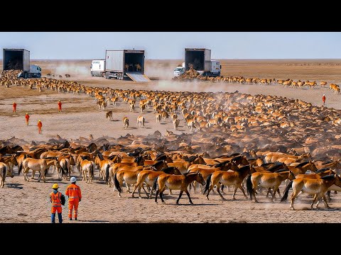 China Released Thousands of Horses Into A Desert With ZERO GRASS — 5 Years Later The Map Changed