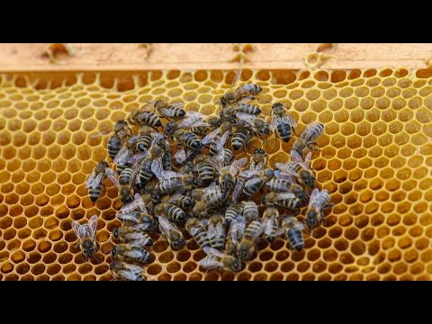 Spring work with bees