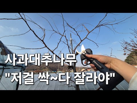 사과대추 죽으라 안열리는 분들~ "대추나무 가지 이 것 모두 자르세요!"