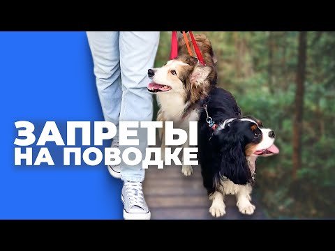 Собака на прогулке подбирает с пола 🎙️ реальные ошибки в запретах