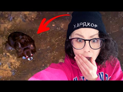 Спасаем собаку из ямы